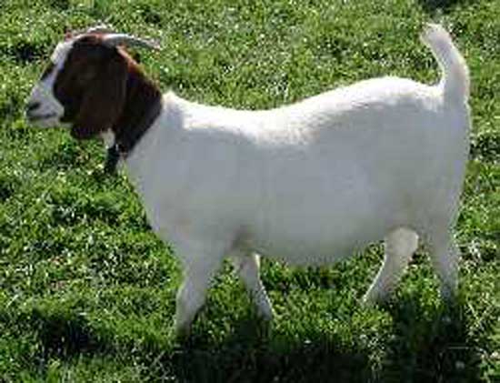 Azana is a Boer Goat doe from Sand Creek Boer Goats