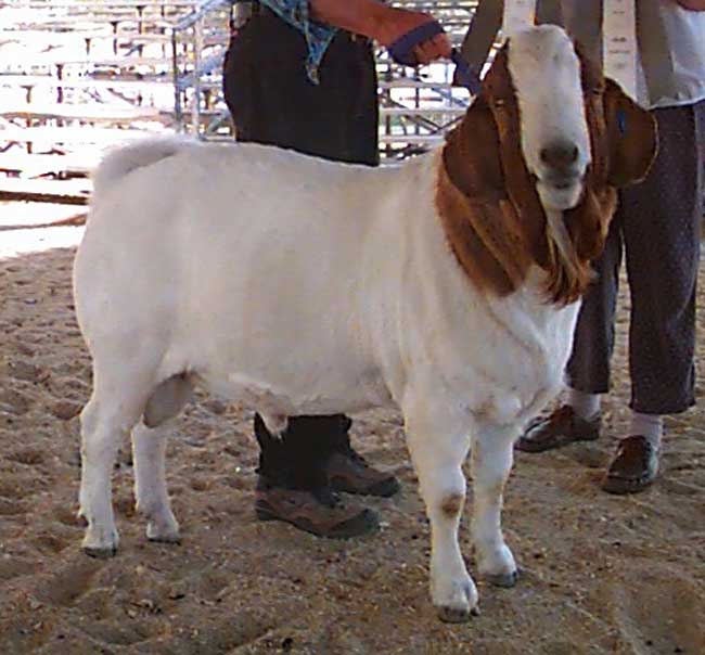 Fabio s a Boer Goat  buck from Sand Creek Boer Goats