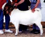 Boer Buck Fabio