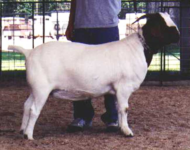 Flavia s a Boer Goat doe from Bowman Boer Ranch