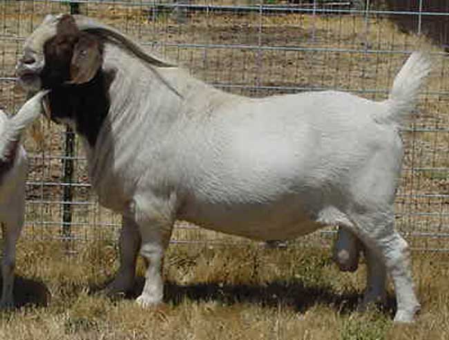 Nagano s a Boer Goat buck from Rogue Valley Boers