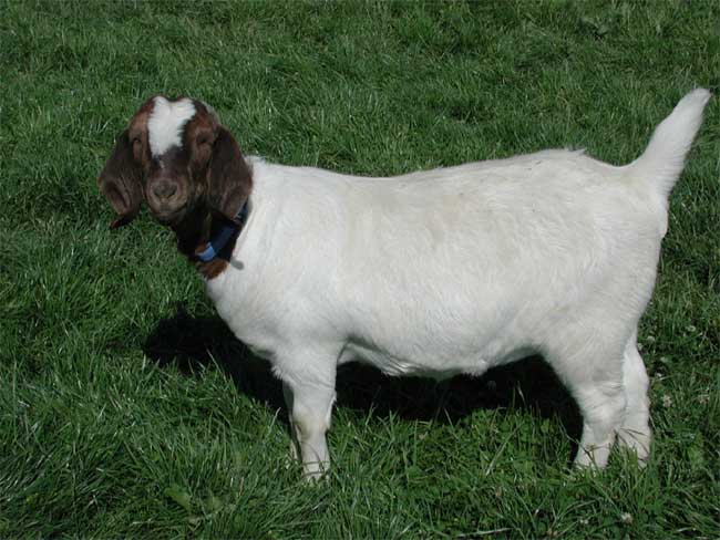 Suube is a Boer Goat doe from Sand Creek Boer Goats