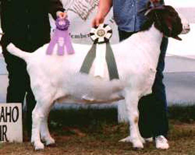 Hill Country Zavala s a Boer Goat doe