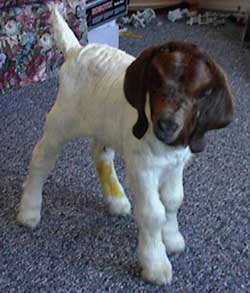 A beautiful new Boer Goat buck