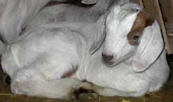 Meat Goat kids are hardy