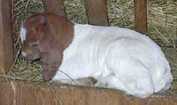 Boer Goat kids like to sleep in feeders