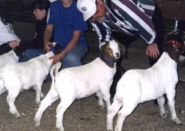 Fabio s a Boer Goat buck from Sand Creek Boer Goats