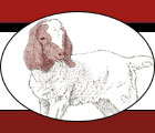 Boer Goats Home is an informational site for Boer and meat goats