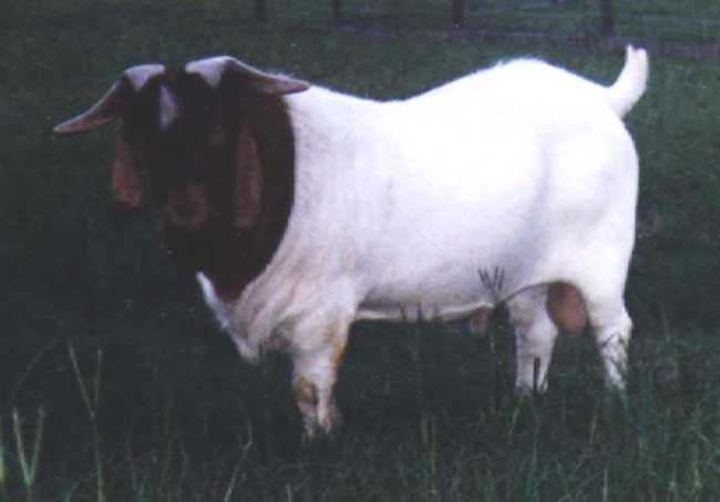 Gatwood Farms Hoot is a Boer Goat buck
