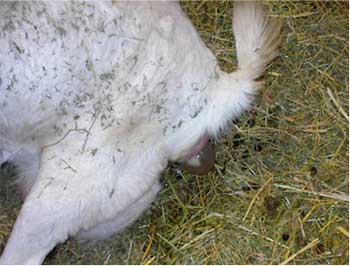 Boer Goat kidding photo 1