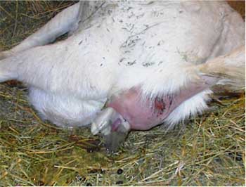 Boer Goat kidding photo 2