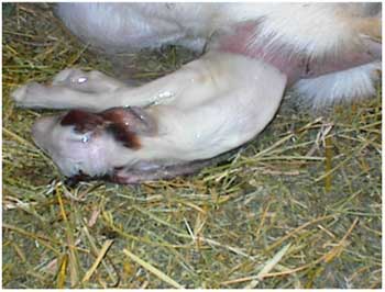 Boer Goat kidding photo 3