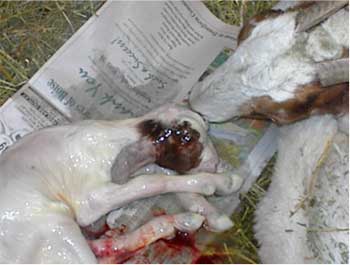 Boer Goat kidding photo 4