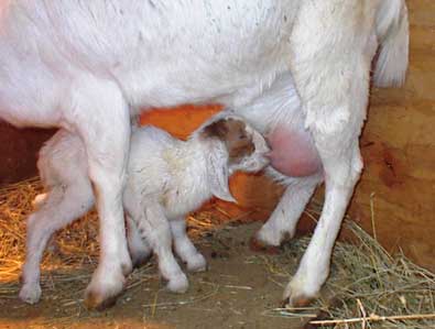 Boer doe and her new son